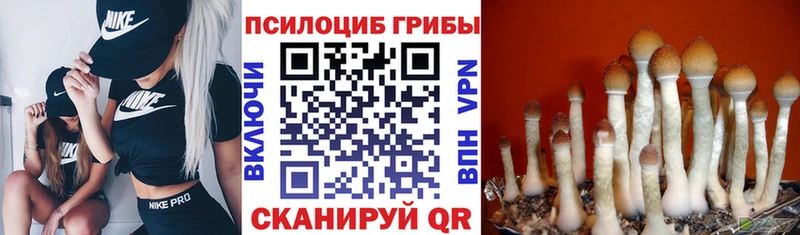 Псилоцибиновые грибы Cubensis  что такое   Кирово-Чепецк 